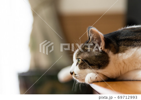 くつろぐ猫 キジトラ猫 くつろぐ猫 キジトラ猫 69712993