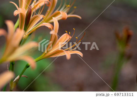 オレンジ色の花　キツネノカミソリ 69713311