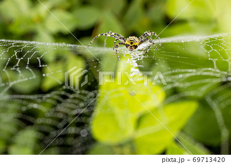 昆虫 虫 クローズアップ 69713420