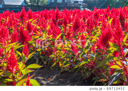 ケイトウ、赤い花、赤、あか、真紅、花、花畑、快晴、密集、赤絨毯、赤のコントラスト ケイトウ、赤い花、赤、あか、真紅、花、花畑、快晴、密集、赤絨毯、赤のコントラスト 69713452