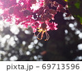 逆光の日光を浴びるピンクの花 69713596