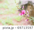 森の中で儚く咲くピンク色の小花 69713597