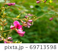 夏の森に咲くピンク色の小花 69713598