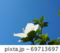雲ひとつない青空をバックにした白い芙蓉の花 69713697