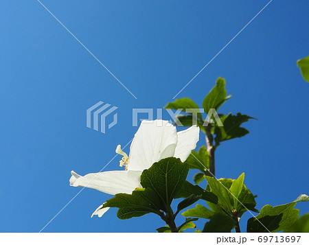 雲ひとつない青空をバックにした白い芙蓉の花 雲ひとつない青空をバックにした白い芙蓉の花 69713697