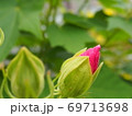 もうすぐ咲きそうな鮮やかなピンク色の芙蓉 69713698