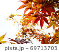 鮮やかに色づく紅葉の葉 69713703