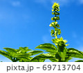 青空に向かって咲く鮮やかなバジル 69713704