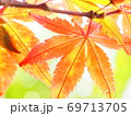 日光の光か降りそそぐ紅葉の風景 69713705