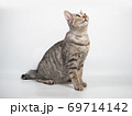 猫 69714142