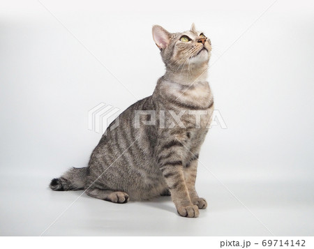 猫 猫 69714142