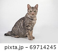 猫 69714245