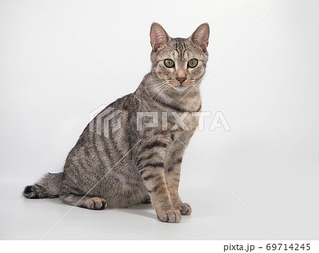 猫 猫 69714245