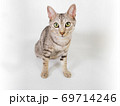 猫 69714246