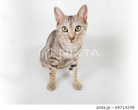 猫 猫 69714246