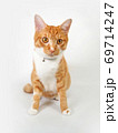 猫 69714247