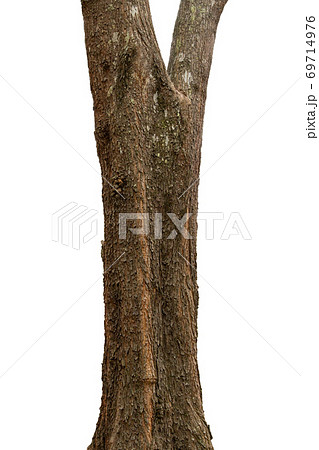 closeup tree trunks isolate on white background 69714976