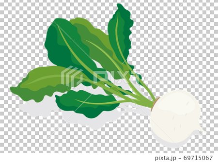 Vegetables_Turnip 69715067