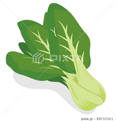 野菜 チンゲン菜のイラスト素材