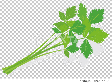 野菜イラスト みつば 食材・料理・素材 野菜イラスト みつば 食材・料理・素材 69715398