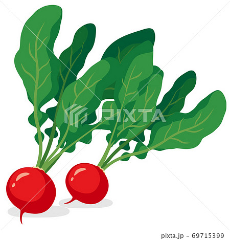 野菜イラスト ラディッシュ 食材・料理・素材 69715399