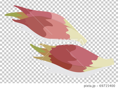 蔬菜插圖 茗荷 食材、烹調、材料 69715400