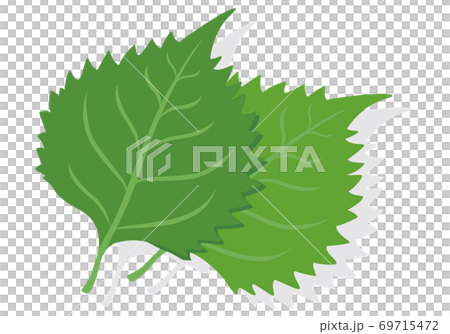 Vegetable illustrations Shiso ingredients, cooking, materials Vegetable illustrations Shiso ingredients, cooking, materials 69715472