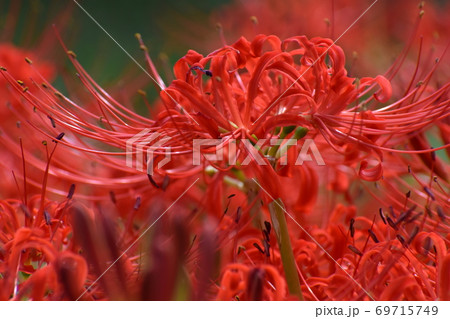 山田池公園 69715749