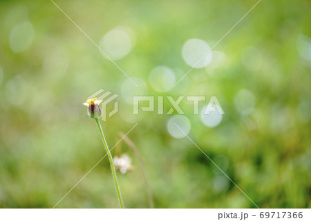 Little flower and fresh natural on sunshineday background or wallpaper. Beautiful plants and flowers in a garden. Flower of the plant Tridax procumbens, commonly known as coatbuttons or tridax daisy. 69717366