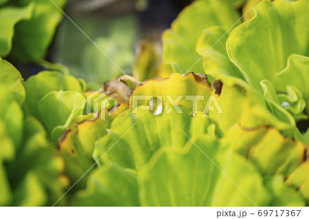 Many Water lettuec in the fountain, Green water lettuec aquatic plant grow texture background in pot pond water in the garden, Aquatic Plant, Float Water lettuec In Tubs. Many Water lettuec in the fountain, Green water lettuec aquatic plant grow texture background in pot pond water in the garden, Aquatic Plant, Float Water lettuec In Tubs. 69717367
