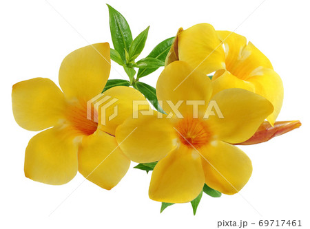 Allamanda flower or Golden Trumpet flower isolated on white background 69717461