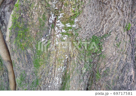 Texture of the bark of an old tree Texture of the bark of an old tree 69717581
