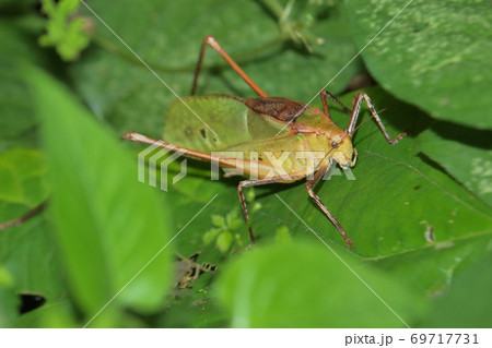 前から見た緑色のクツワムシ 前から見た緑色のクツワムシ 69717731