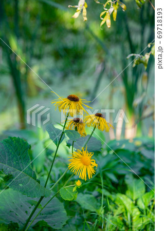 Autumn flower blooming in a city park Autumn flower blooming in a city park 69718193