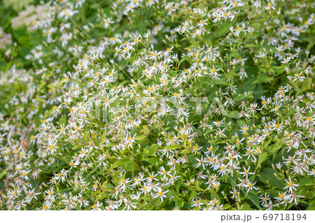 Autumn flower blooming in a city park 69718194