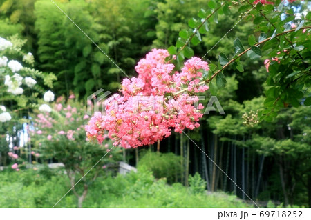 木の花「サルスベリ」山田池公園の花木園 69718252