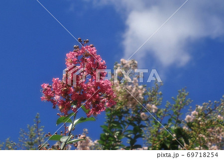 木の花「サルスベリ」山田池公園の花木園 69718254