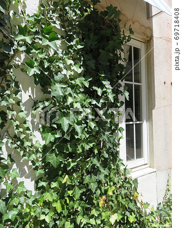 アイビーが絡まる白い壁の窓 69718408