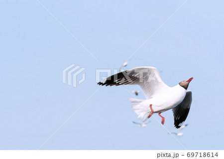 ird flying on sky nature background. Close up view of bird seagull flying in sky ird flying on sky nature background. Close up view of bird seagull flying in sky 69718614