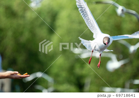 Hand of travel with cracklings to feed the seagulls. Seagull catching his food from hand. 69718641