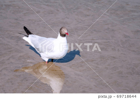 Seagulls bird Standing on the beach with mirror reflection on the water.  69718644