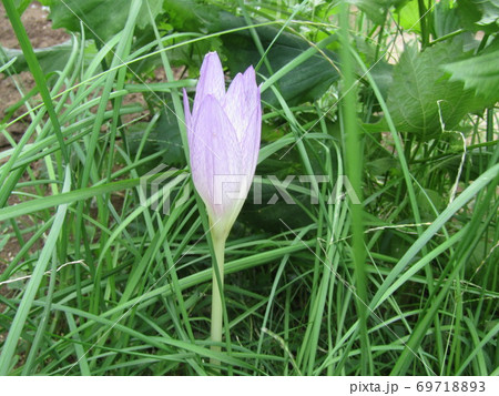 イヌサフランとも言うコルチカムの藤色の花 イヌサフランとも言うコルチカムの藤色の花 69718893
