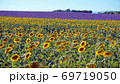南仏のラベンダー畑とヒマワリ畑 69719050