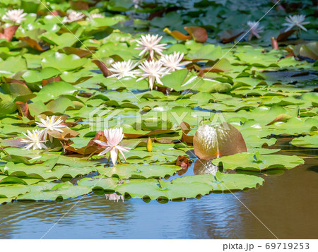 朝日に輝く蓮の花と新葉の写真素材