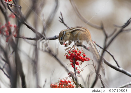 ナナカマドの実を食べるエゾシマリス 69719303