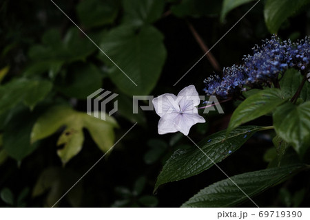 薄紫のアジサイ 69719390