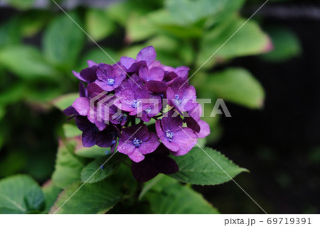 紫色のアジサイ 69719391