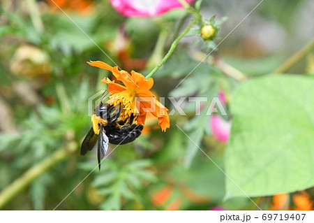黄花コスモスの蜜を吸うキムネクマバチ 69719407