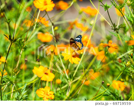 オレンジ色のキバナコスモスとオレンジ色のツマグロヒョウモン蝶々 オレンジ色のキバナコスモスとオレンジ色のツマグロヒョウモン蝶々 69719559