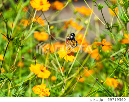 オレンジ色のキバナコスモスとオレンジ色のツマグロヒョウモン蝶々 69719560